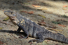 Leguán čierny senior