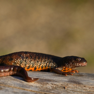 Z  Dunajských luhov