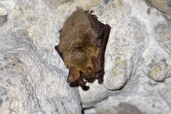 Každoročná rutina