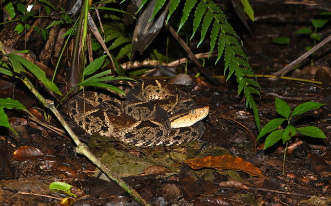 Parque nacional Manuel Antono