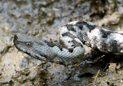 Vretenica rožkatá