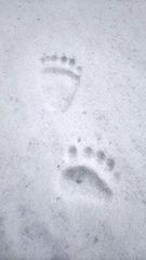 Kremnický yeti