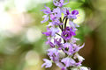 Orchidaceae