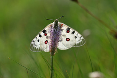 Letná