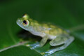 Glass frog