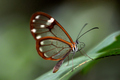 Transparent