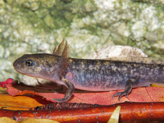 Salamandra