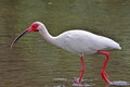 Parque nacional Marino Ballena