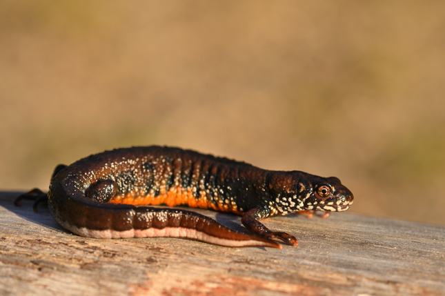 Z  Dunajských luhov