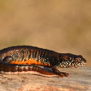 Z  Dunajských luhov