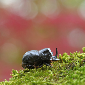 Z  Dunajských luhov