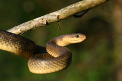 Z  Dunajských luhov