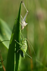 Letná
