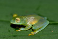 Glass frog