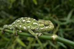 Chameleo chameleon