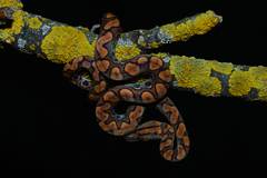 Elegancia hadích šupín