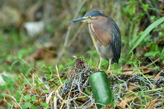 Variácia na pivovú fľašu