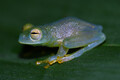 Glass frog