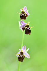Orchidaceae