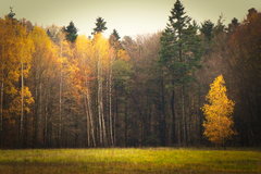 November