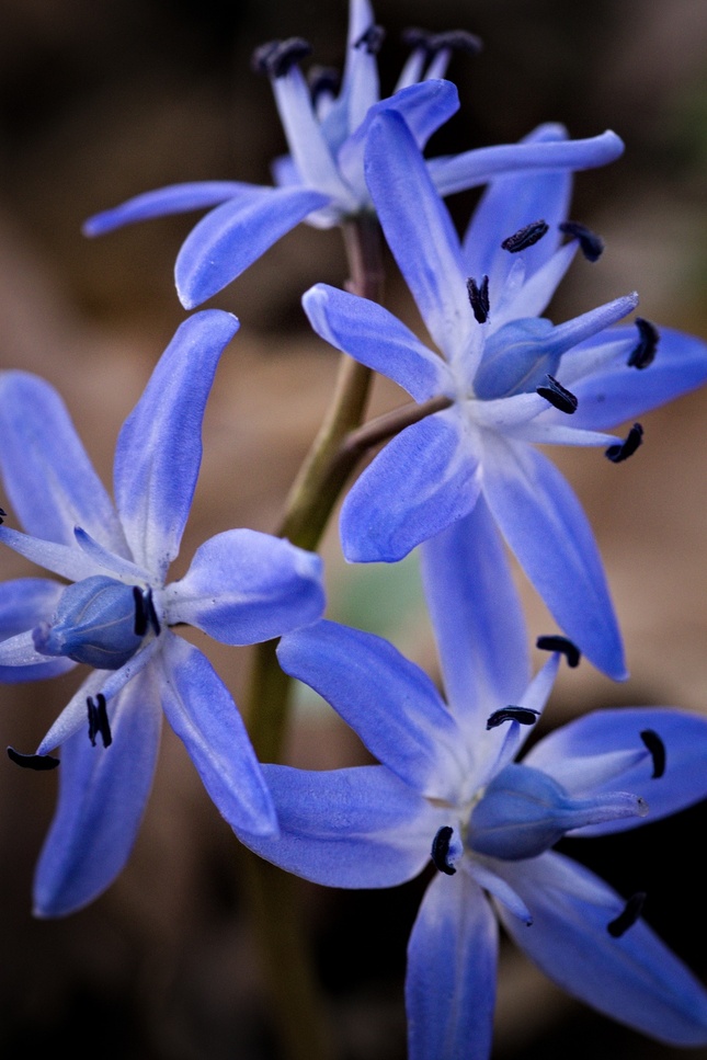 scilla 2