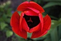 tulipánko
