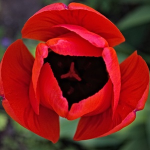 tulipánko