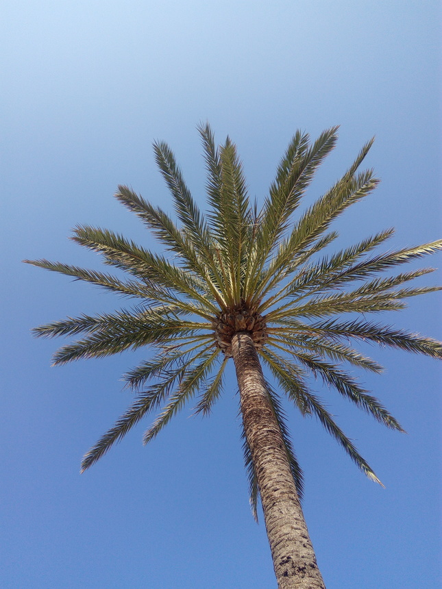 palma a modrá obloha v pozadí