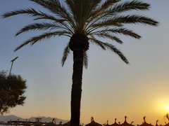 palma fotená pri východe slnka