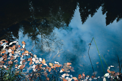 pond