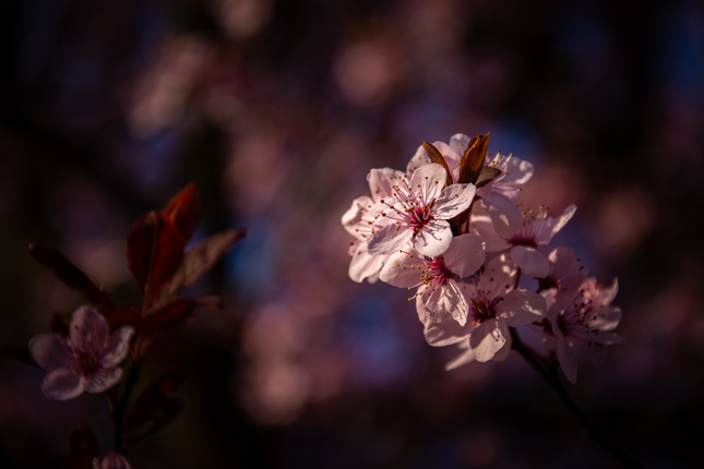 sakura