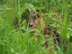Bambi
