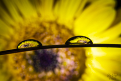Gerbera