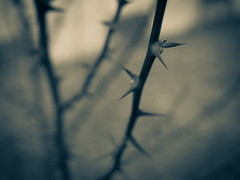 Tŕne