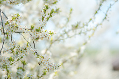 Spring