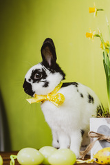 easter