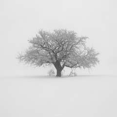 Solitér