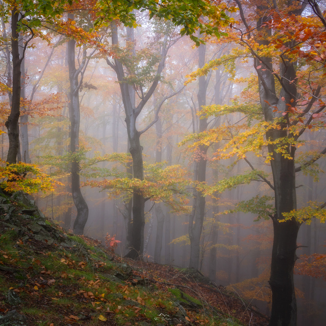 V magickom jesennom lese...