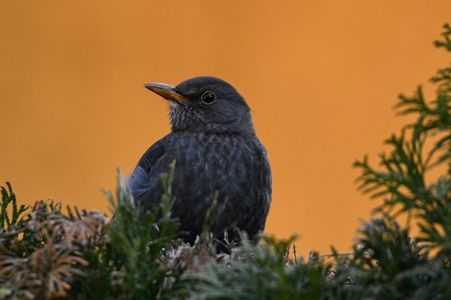 Drozd čierny /Turdus merula/