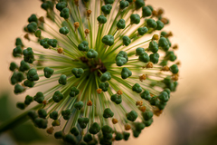 Cohete