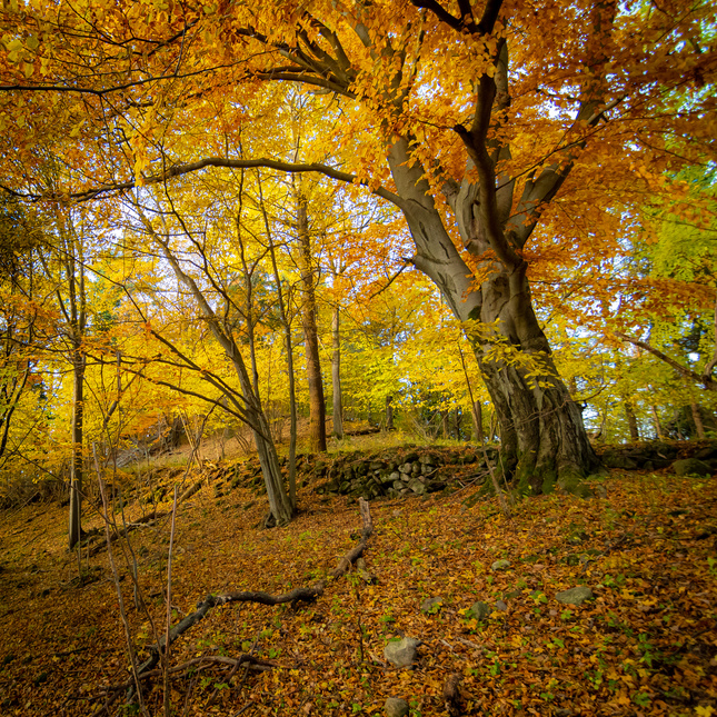 Jesenným lesom II