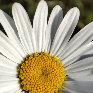 Margaréta