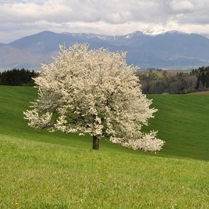 Žabokrecká višňa