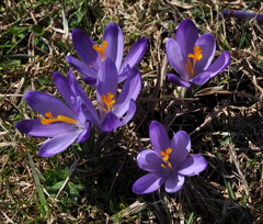Krokusová kytička