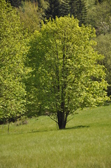 Jar na lazoch