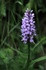 Vstavačovec
