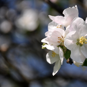 Jabloňový kvet
