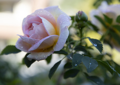 rosa na ruži