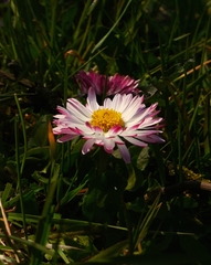 kvety v tráve