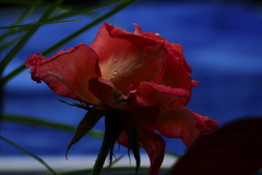 ruža po daždi
